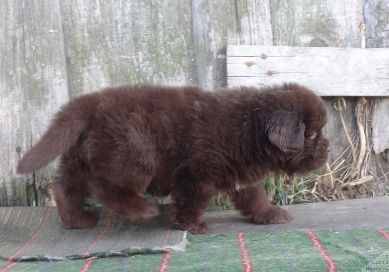 Фото: щенки, ньюфаундленд Funnewf Avalon (Фанньюф Авалон)