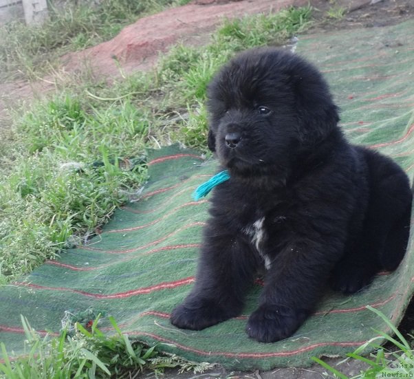 Фото: щенки, ньюфаундленд Funnewf Avalon (Фанньюф Авалон)