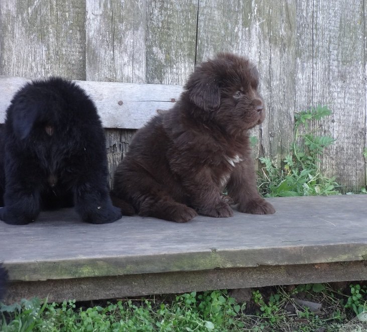 Фото: щенки, ньюфаундленд Funnewf Avalon (Фанньюф Авалон)