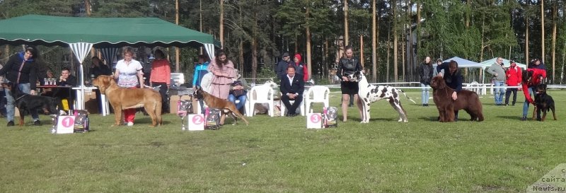 Фото: ньюфаундленд Funnewf Avalon (Фанньюф Авалон)