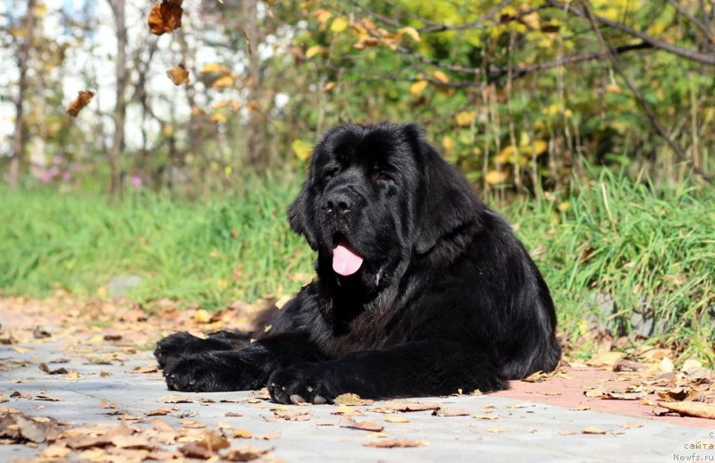 Фотография № 238886