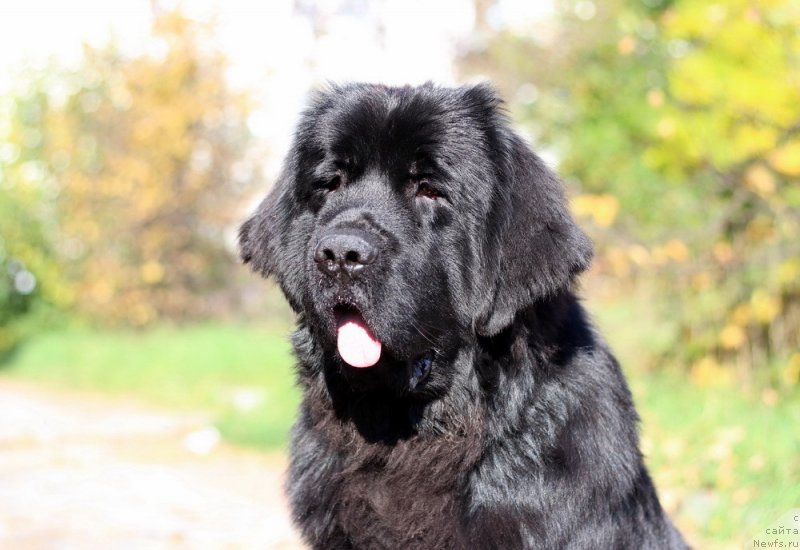 Фотография № 238887