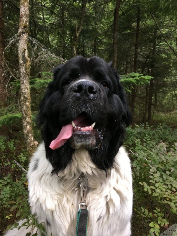 Фото: Амрита от Карельских медведей