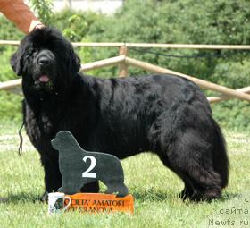 Фото: ньюфаундленд Main Tickle Renegade