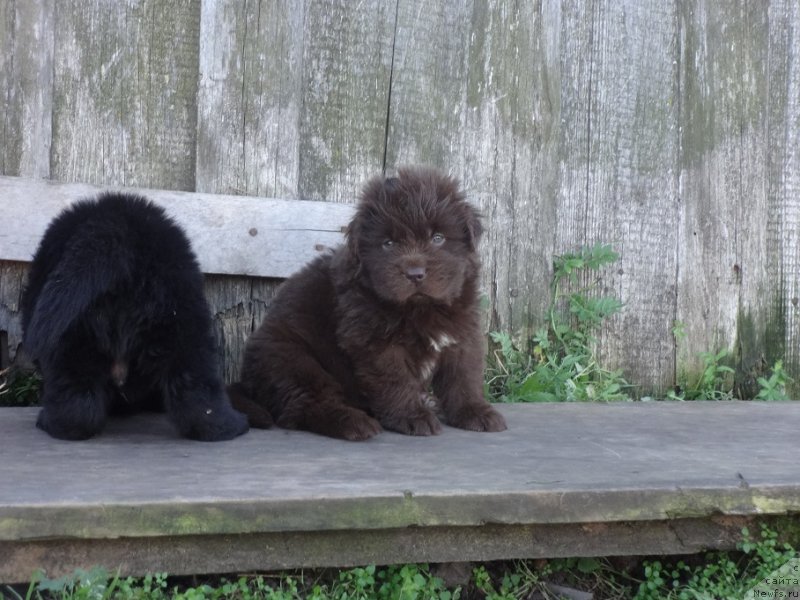 Фото: ньюфаундленд YEkselent B'yuti (Экселент Бьюти)