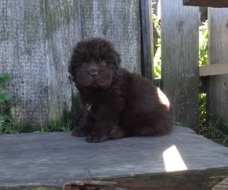 Фото: ньюфаундленд YEkselent B'yuti (Экселент Бьюти)