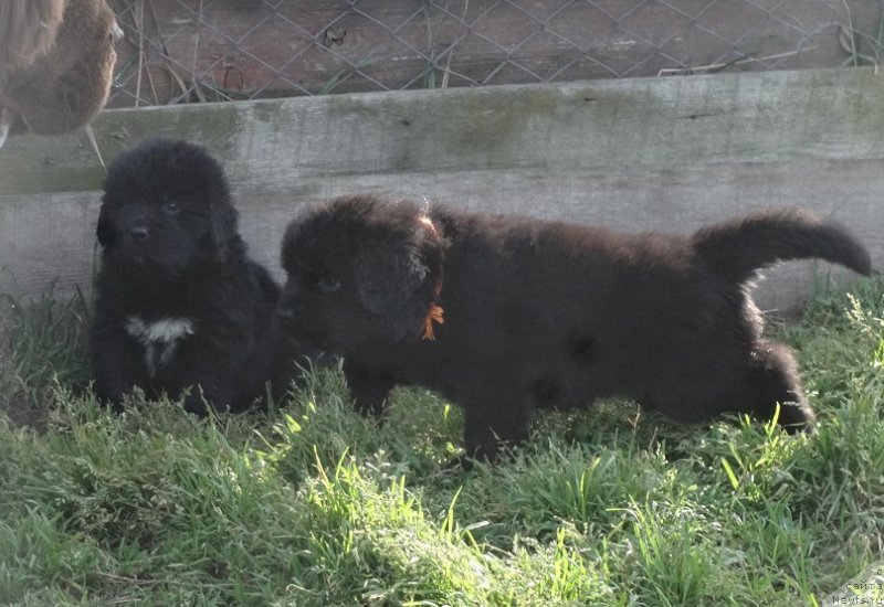Фото: ньюфаундленд YEkselent B'yuti (Экселент Бьюти)
