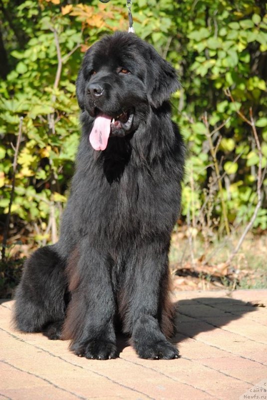 Фото: ньюфаундленд Moya Stihiya Princ Naslednyiy Ritm de Noyel' (Моя Стихия Принц Наследный Ритм де Ноэль)