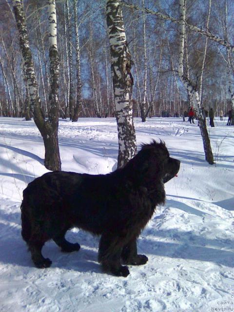 Фото: ньюфаундленд CHelendjer iz Medvej'ego YAra (Челенджер из Медвежьего Яра), ньюфаундленд CHelendjer iz Medvej'ego YAra (Челенджер из Медвежьего Яра)