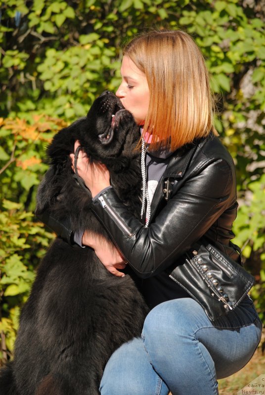 Фото: ньюфаундленд Moya Stihiya Princ Naslednyiy Ritm de Noyel' (Моя Стихия Принц Наследный Ритм де Ноэль)