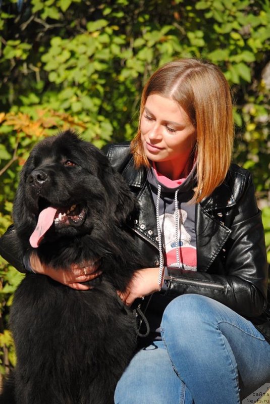 Фото: ньюфаундленд Moya Stihiya Princ Naslednyiy Ritm de Noyel' (Моя Стихия Принц Наследный Ритм де Ноэль)