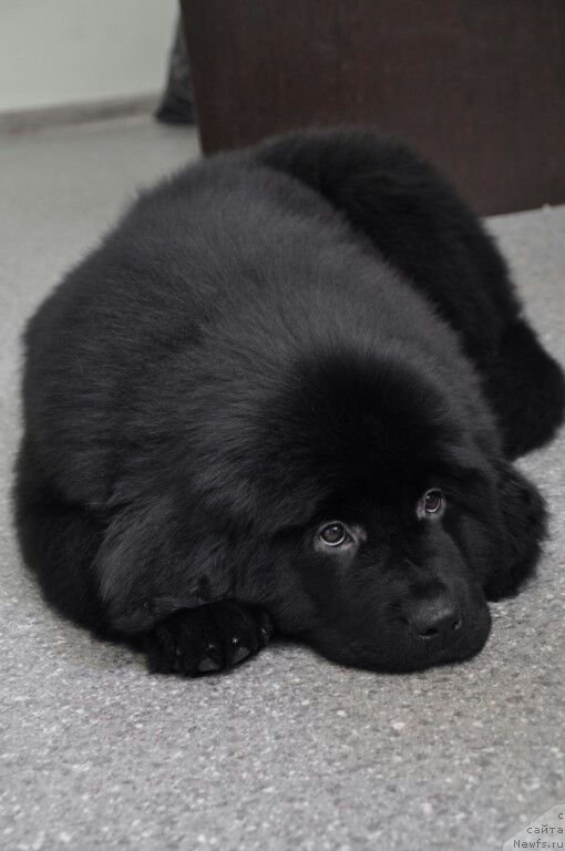 Фото: ньюфаундленд Prekrasnaya Patti (Прекрасная Патти)