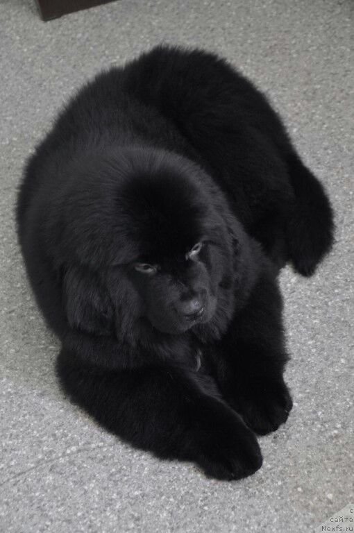 Фото: [d17841, ньюфаундленд Prekrasnaya Patti (Прекрасная Патти)