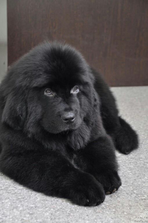 Фото: ньюфаундленд Prekrasnaya Patti (Прекрасная Патти)