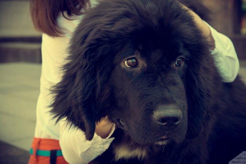 Фото: ньюфаундленд Prekrasnaya Patti (Прекрасная Патти)