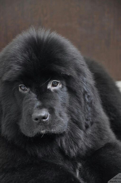 Фото: ньюфаундленд Prekrasnaya Patti (Прекрасная Патти)