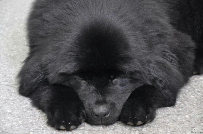 Фото: ньюфаундленд Prekrasnaya Patti (Прекрасная Патти)