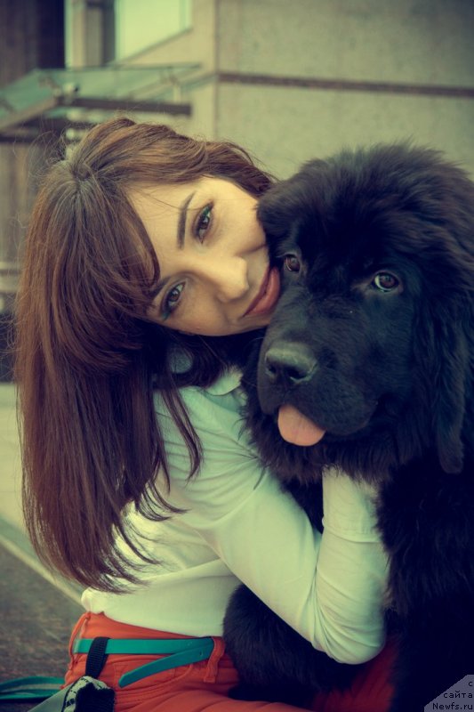 Фото: ньюфаундленд Prekrasnaya Patti (Прекрасная Патти)