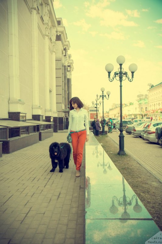 Фото: ньюфаундленд Prekrasnaya Patti (Прекрасная Патти)