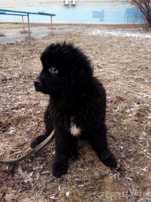Фото: ньюфаундленд Prekrasnaya Patti (Прекрасная Патти)