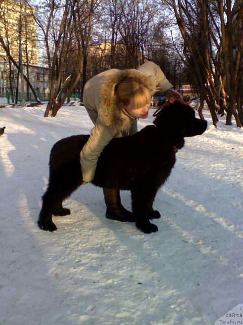 Фото: ньюфаундленд Plyushevaya Panda Mister Iks (Плюшевая Панда Мистер Икс)