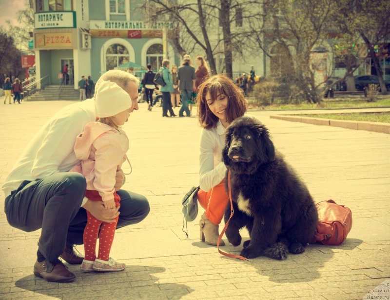 Фото: ньюфаундленд Prekrasnaya Patti (Прекрасная Патти)