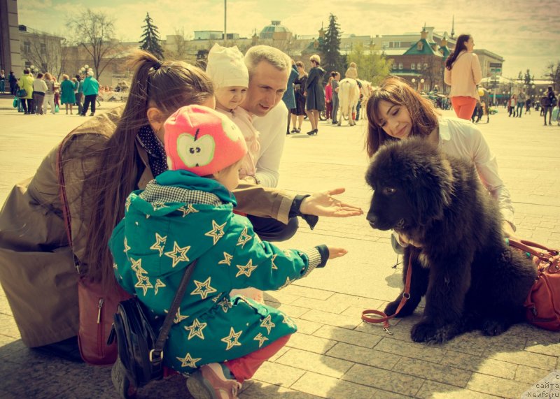 Фото: ньюфаундленд Prekrasnaya Patti (Прекрасная Патти), Mariya Ermachkova (Мария Ермачкова)