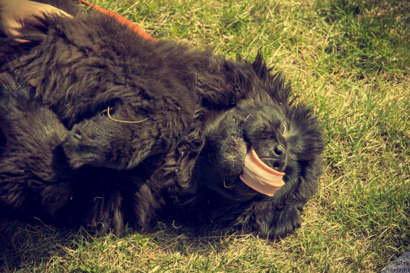 Фото: ньюфаундленд Prekrasnaya Patti (Прекрасная Патти), Mariya Ermachkova (Мария Ермачкова)