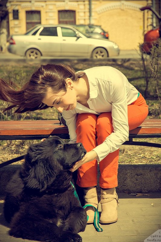 Фото: ньюфаундленд Prekrasnaya Patti (Прекрасная Патти), Mariya Ermachkova (Мария Ермачкова)