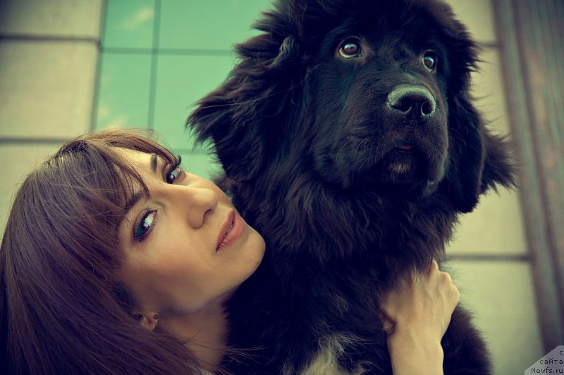 Фото: ньюфаундленд Prekrasnaya Patti (Прекрасная Патти), Mariya Ermachkova (Мария Ермачкова)