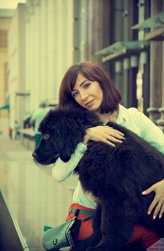 Фото: ньюфаундленд Prekrasnaya Patti (Прекрасная Патти), Mariya Ermachkova (Мария Ермачкова)