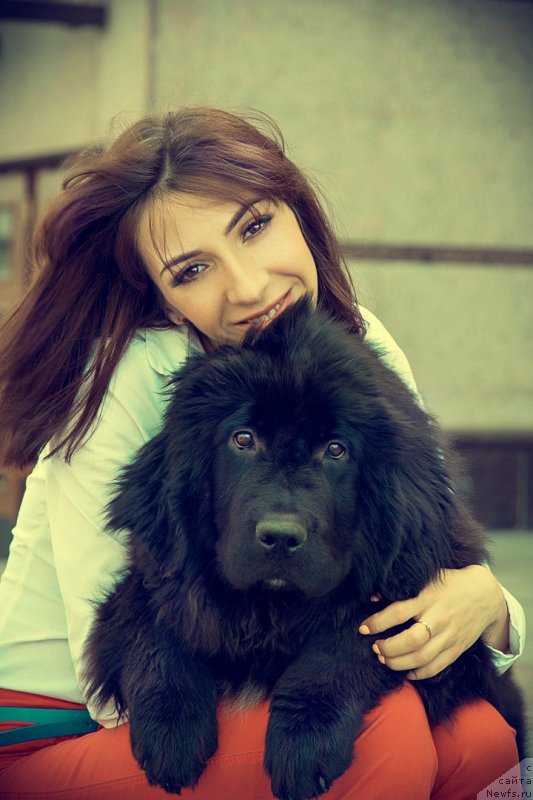 Фото: ньюфаундленд Prekrasnaya Patti (Прекрасная Патти), Mariya Ermachkova (Мария Ермачкова)