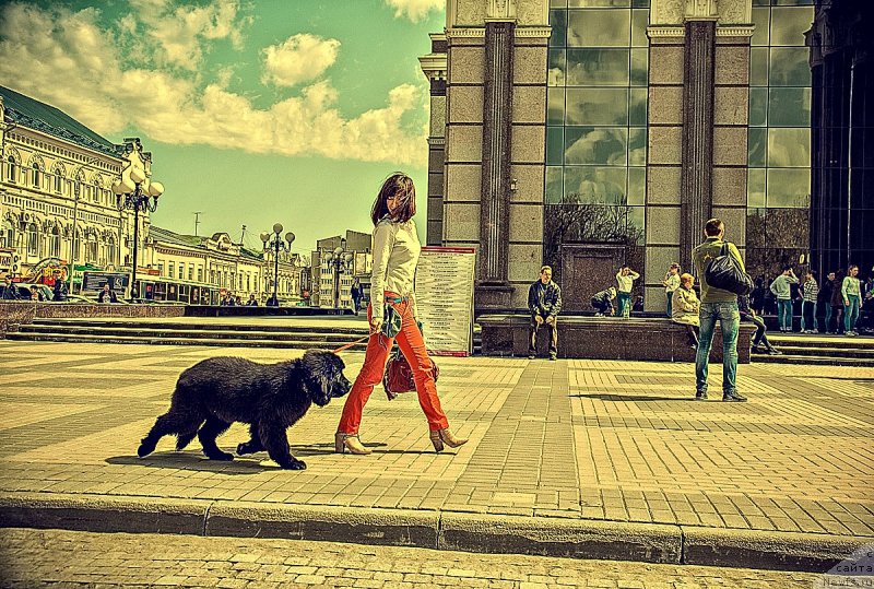 Фото: ньюфаундленд Prekrasnaya Patti (Прекрасная Патти), Mariya Ermachkova (Мария Ермачкова)