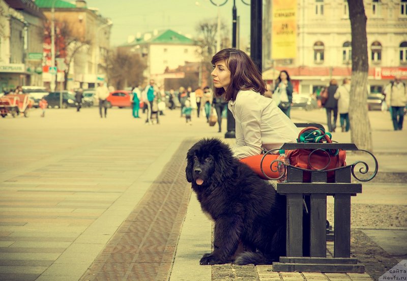 Фото: ньюфаундленд Prekrasnaya Patti (Прекрасная Патти), Mariya Ermachkova (Мария Ермачкова)