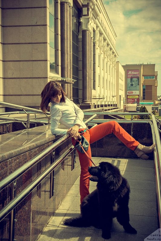 Фото: ньюфаундленд Prekrasnaya Patti (Прекрасная Патти), Mariya Ermachkova (Мария Ермачкова)