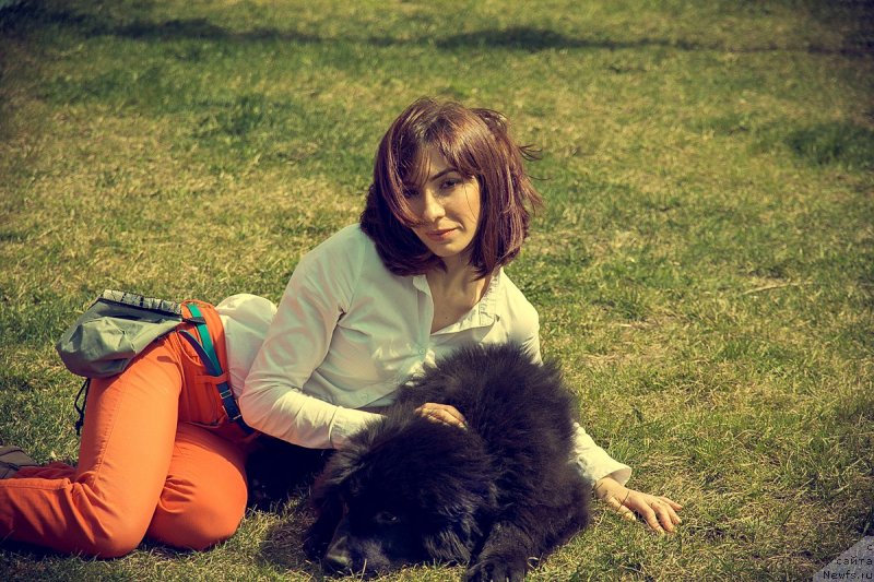 Фото: ньюфаундленд Prekrasnaya Patti (Прекрасная Патти), Mariya Ermachkova (Мария Ермачкова)
