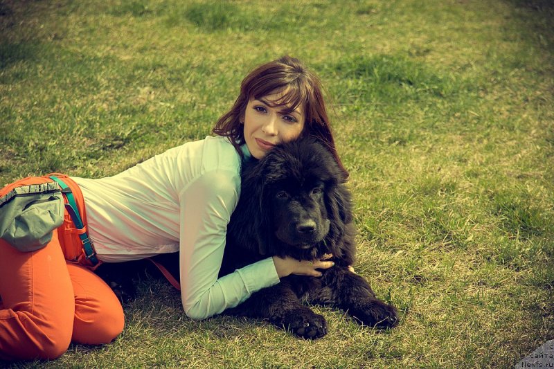 Фото: ньюфаундленд Prekrasnaya Patti (Прекрасная Патти), Mariya Ermachkova (Мария Ермачкова)
