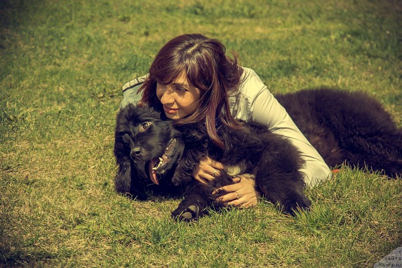 Фото: ньюфаундленд Prekrasnaya Patti (Прекрасная Патти), Mariya Ermachkova (Мария Ермачкова)