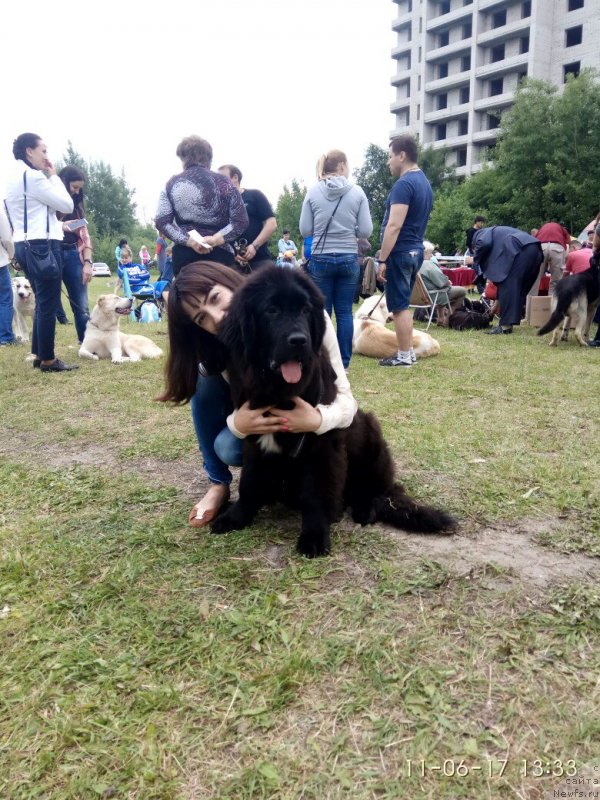 Фото: ньюфаундленд Prekrasnaya Patti (Прекрасная Патти), Mariya Ermachkova (Мария Ермачкова)