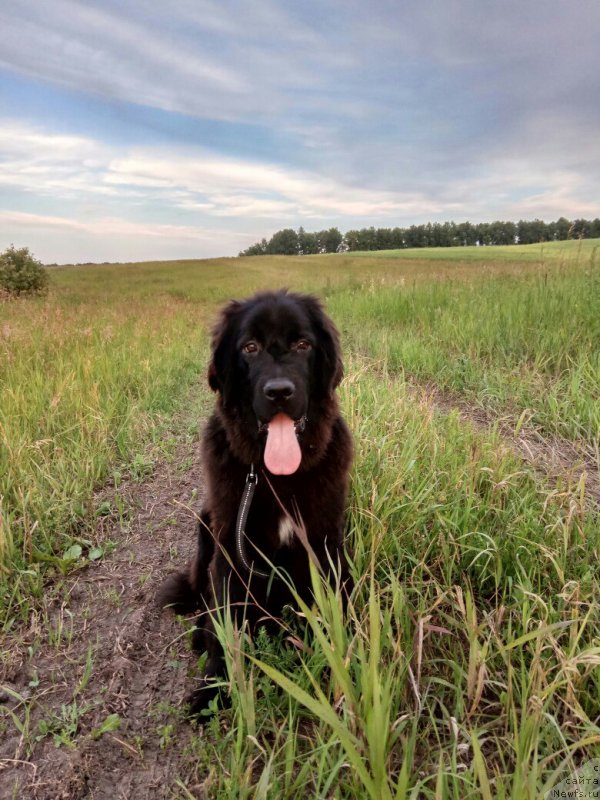 Фото: ньюфаундленд Prekrasnaya Patti (Прекрасная Патти)