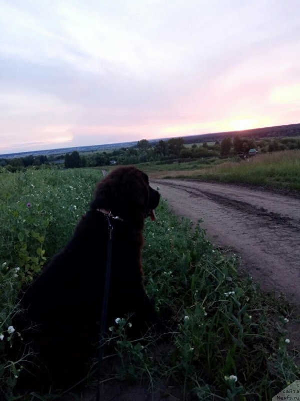 Фото: ньюфаундленд Prekrasnaya Patti (Прекрасная Патти)