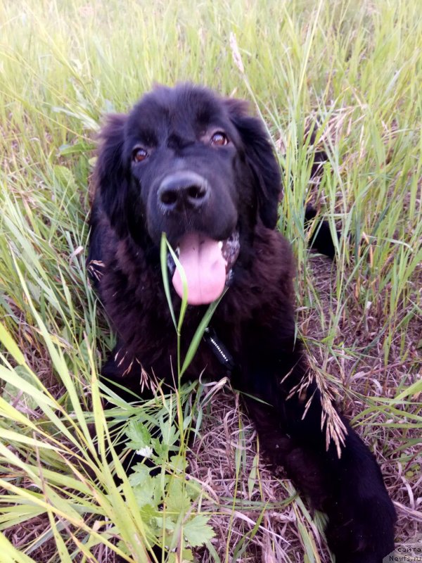 Фото: ньюфаундленд Prekrasnaya Patti (Прекрасная Патти)