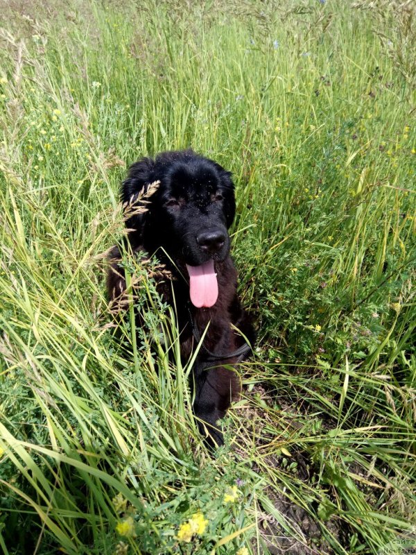 Фото: ньюфаундленд Prekrasnaya Patti (Прекрасная Патти)