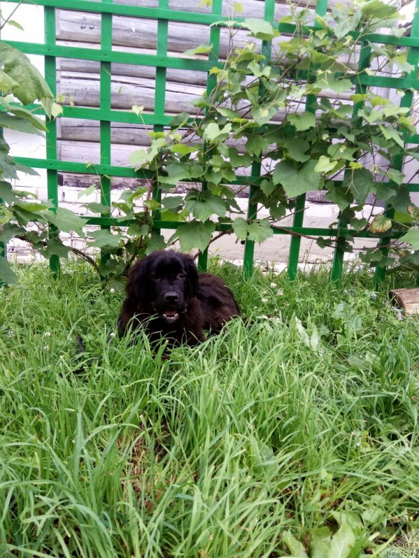 Фото: ньюфаундленд Prekrasnaya Patti (Прекрасная Патти)