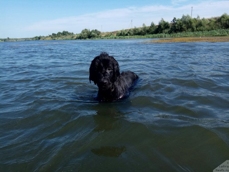 Фото: ньюфаундленд Prekrasnaya Patti (Прекрасная Патти)