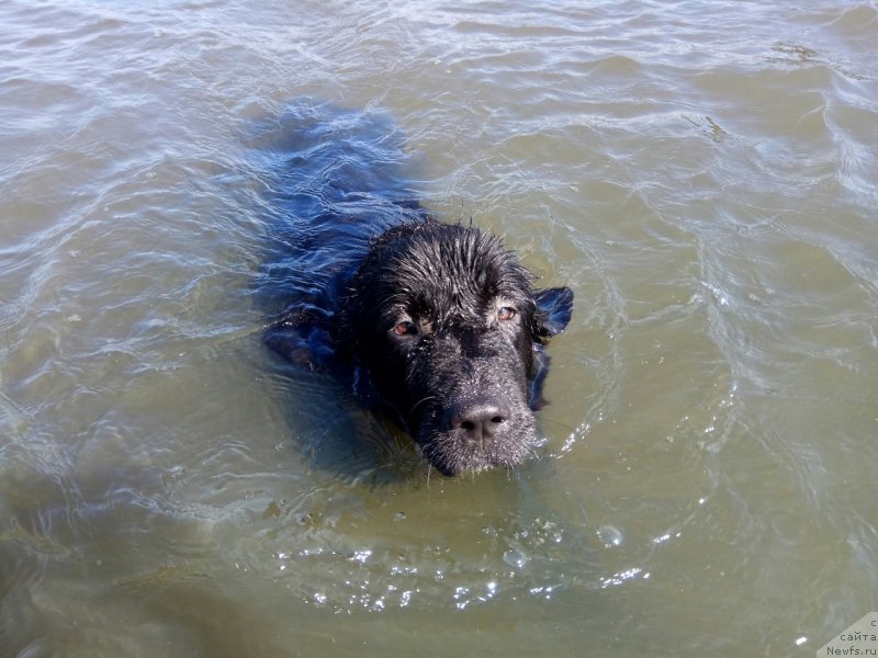 Фото: ньюфаундленд Prekrasnaya Patti (Прекрасная Патти)
