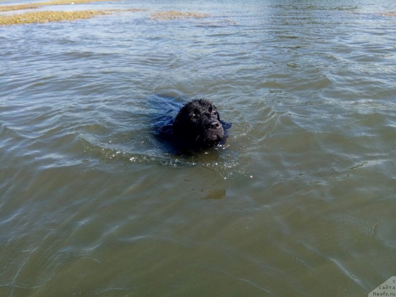 Фото: ньюфаундленд Prekrasnaya Patti (Прекрасная Патти)