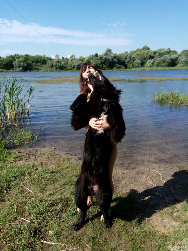 Фото: ньюфаундленд Prekrasnaya Patti (Прекрасная Патти), Mariya Ermachkova (Мария Ермачкова)