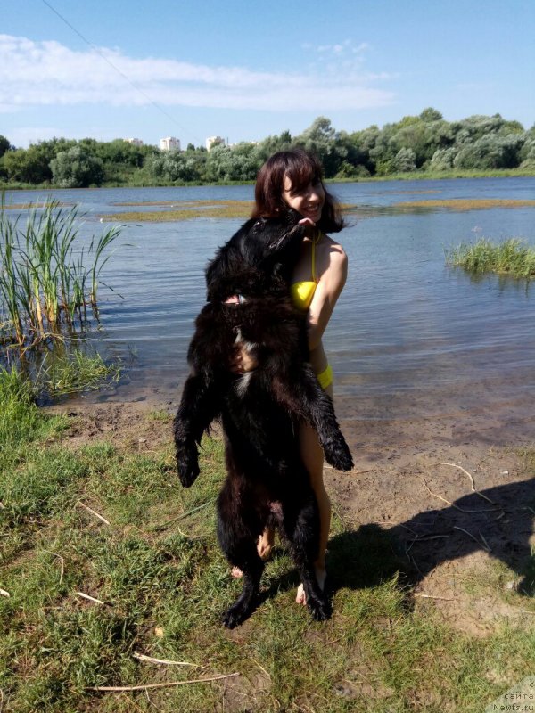 Фото: ньюфаундленд Prekrasnaya Patti (Прекрасная Патти), Mariya Ermachkova (Мария Ермачкова)