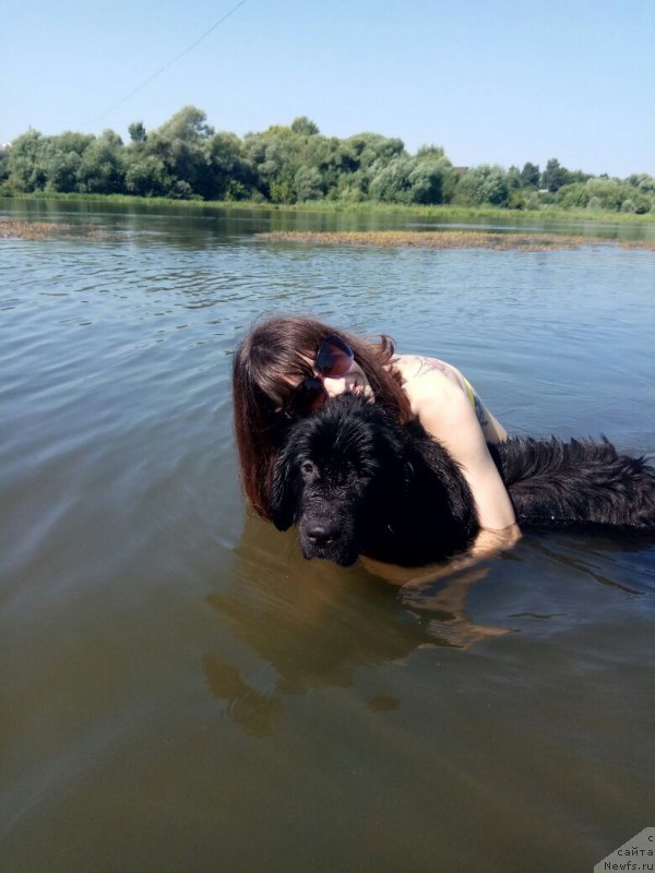 Фото: ньюфаундленд Prekrasnaya Patti (Прекрасная Патти), Mariya Ermachkova (Мария Ермачкова)